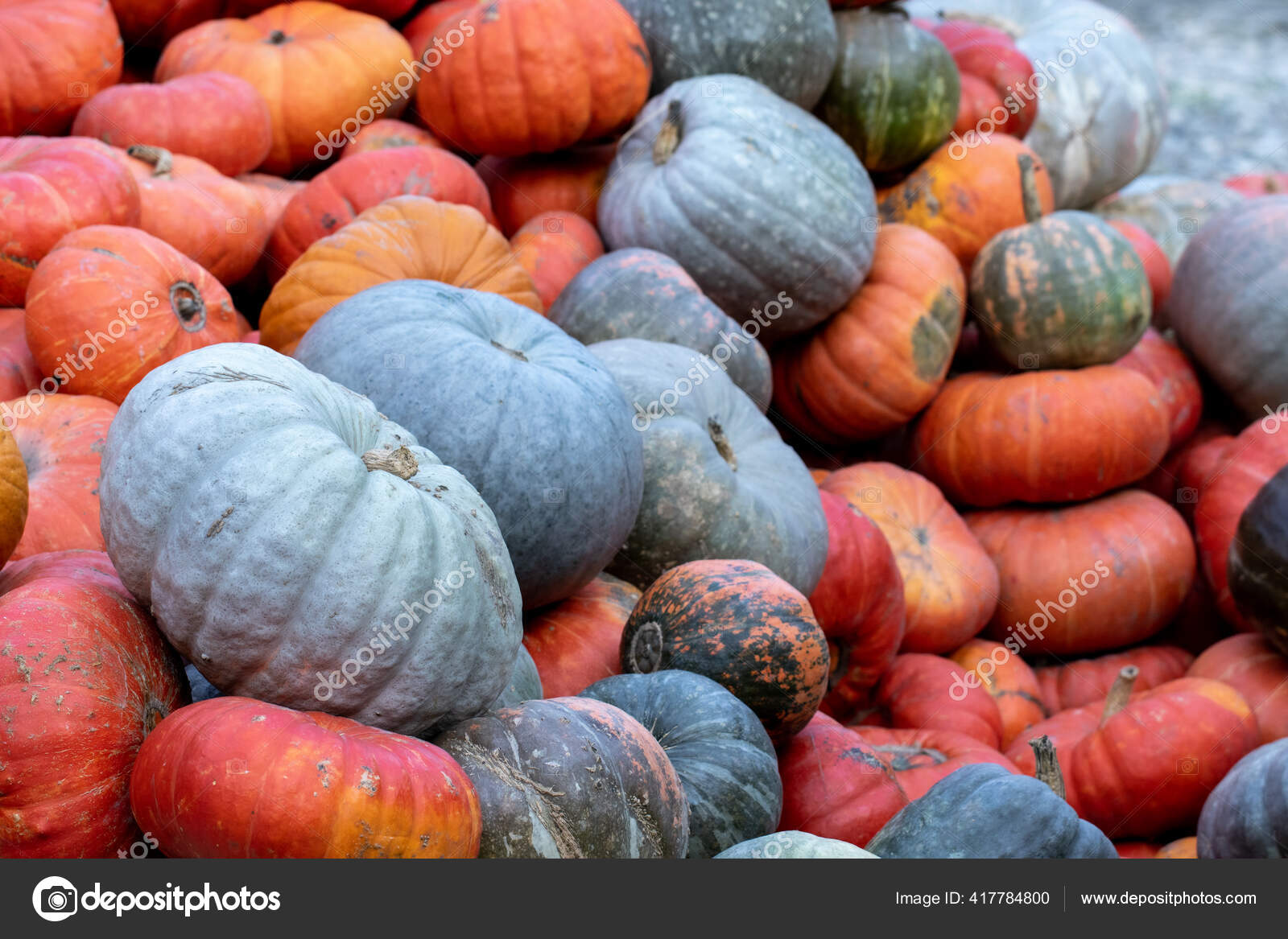 Pumpkins Orange Blue Green Colors Stacked Large Heap Autumn Fair Stock Photo by ©Sodel_Vladyslav