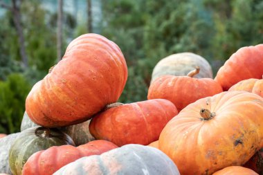 Sonbahar tarım ürünleri fuarında güz hasadının büyük bir yığın halinde parlak turuncu balkabakları yığıldı..