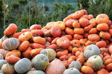 Turuncu, mavi ve yeşil renkli balkabakları sonbahar tarım ürünleri fuarında büyük bir yığın halinde istiflenmişti..