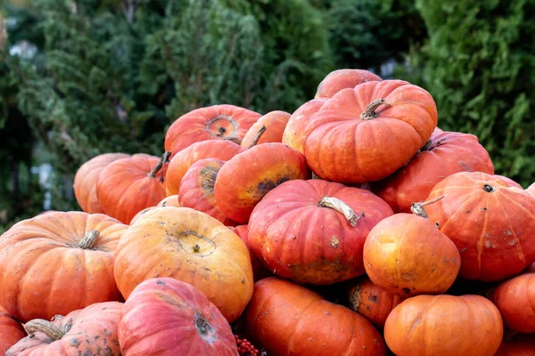 Zucche Arancioni Luminose Impilate Grande Mucchio Alla Fiera Autunnale Dei — Foto Stock