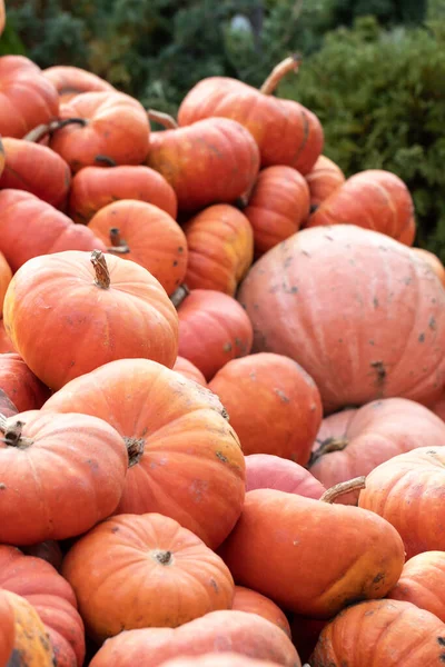 Zucche Arancioni Luminose Impilate Grande Mucchio Alla Fiera Autunnale Dei — Foto Stock