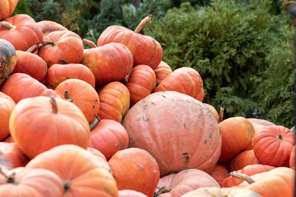 Őszi Szüreti Mezőgazdasági Termékek Őszi Vásárán Nagy Halomba Rakott Narancsszínű — Stock Fotó