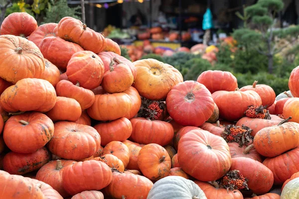 Őszi Szüreti Mezőgazdasági Termékek Őszi Vásárán Nagy Halomba Rakott Narancsszínű — Stock Fotó