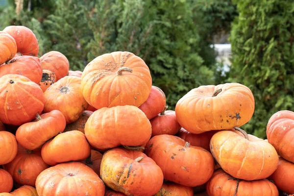 Zucche Arancioni Luminose Impilate Grande Mucchio Alla Fiera Autunnale Dei — Foto Stock