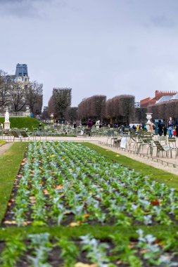 Lüksemburg Bahçeleri, Paris, Fransa 'daki bir çimenlikte çiçeklenmiş bir sıra bitki. Tanımlanamayan insanlar bulutlu bir sonbahar gününde arka planda yeşil sandalyelerde oturuyorlar..