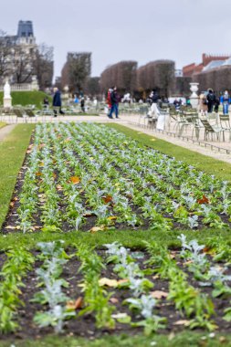 Lüksemburg Bahçeleri, Paris, Fransa 'daki bir çimenlikte çiçeklenmiş bir sıra bitki. Tanımlanamayan insanlar bulutlu bir sonbahar gününde arka planda yeşil sandalyelerde oturuyorlar..