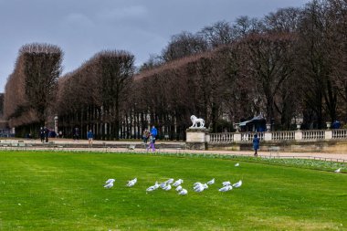 Bir martı sürüsü, ya da siyah başlı martı, Chroicocephalus ridibundus, bulutlu bir sonbahar gününde Fransa 'nın Paris kentindeki Lüksemburg Bahçeleri' nde bir heykel ve budanmış ağaçlarla yeşil bir çimenliktedir..