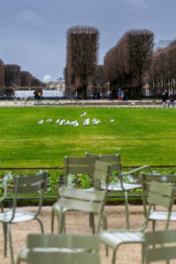 Bir martı sürüsü, ya da siyah başlı martı, Chroicocephalus ridibundus, bulutlu bir sonbahar gününde Fransa 'nın Paris kentindeki Lüksemburg Bahçeleri' nde bir heykel ve budanmış ağaçlarla yeşil bir çimenliktedir..