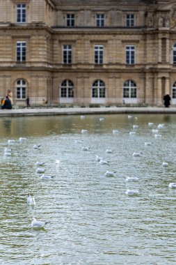 Bir martı sürüsü, ya da siyah başlı martı, Chroicocephalus ridibundus, Lüksemburg Bahçeleri, Paris, Fransa 'da, arka planda Lüksemburg Sarayı ile birlikte bir gölet üzerindedir..