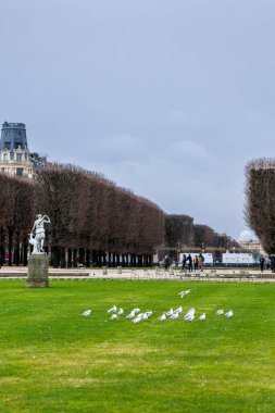 Bir martı sürüsü, ya da siyah başlı martı, Chroicocephalus ridibundus, bulutlu bir sonbahar gününde Fransa 'nın Paris kentindeki Lüksemburg Bahçeleri' nde bir heykel ve budanmış ağaçlarla yeşil bir çimenliktedir..