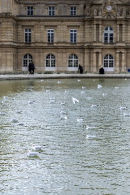 Bir martı sürüsü, ya da siyah başlı martı, Chroicocephalus ridibundus, Lüksemburg Bahçeleri, Paris, Fransa 'da, arka planda Lüksemburg Sarayı ile birlikte bir gölet üzerindedir..
