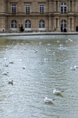 Bir martı sürüsü, ya da siyah başlı martı, Chroicocephalus ridibundus, Lüksemburg Bahçeleri, Paris, Fransa 'da, arka planda Lüksemburg Sarayı ile birlikte bir gölet üzerindedir..