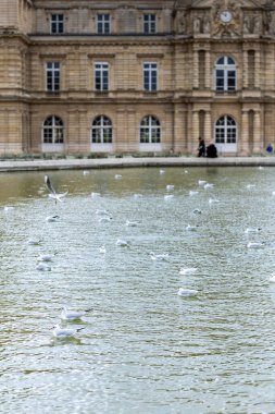 Bir martı sürüsü, ya da siyah başlı martı, Chroicocephalus ridibundus, Lüksemburg Bahçeleri, Paris, Fransa 'da, arka planda Lüksemburg Sarayı ile birlikte bir gölet üzerindedir..