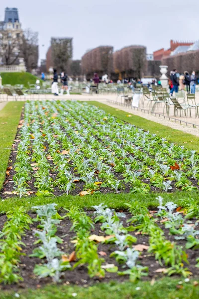 Lüksemburg Bahçeleri, Paris, Fransa 'daki bir çimenlikte çiçeklenmiş bir sıra bitki. Tanımlanamayan insanlar bulutlu bir sonbahar gününde arka planda yeşil sandalyelerde oturuyorlar..