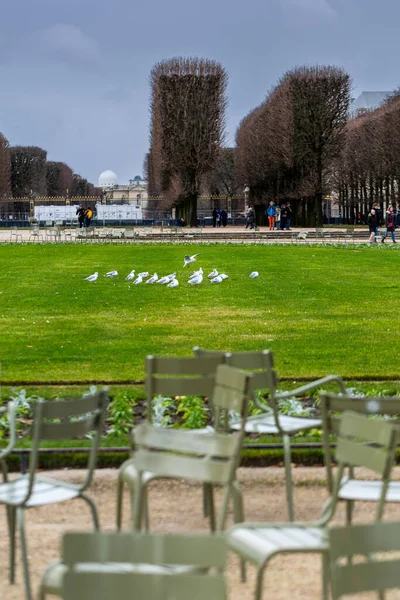 Bir martı sürüsü, ya da siyah başlı martı, Chroicocephalus ridibundus, bulutlu bir sonbahar gününde Fransa 'nın Paris kentindeki Lüksemburg Bahçeleri' nde bir heykel ve budanmış ağaçlarla yeşil bir çimenliktedir..