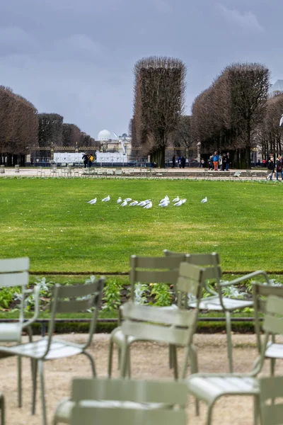 Bir martı sürüsü, ya da siyah başlı martı, Chroicocephalus ridibundus, bulutlu bir sonbahar gününde Fransa 'nın Paris kentindeki Lüksemburg Bahçeleri' nde bir heykel ve budanmış ağaçlarla yeşil bir çimenliktedir..