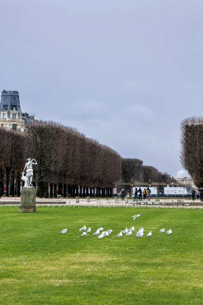 Bir martı sürüsü, ya da siyah başlı martı, Chroicocephalus ridibundus, bulutlu bir sonbahar gününde Fransa 'nın Paris kentindeki Lüksemburg Bahçeleri' nde bir heykel ve budanmış ağaçlarla yeşil bir çimenliktedir..