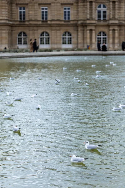 Bir martı sürüsü, ya da siyah başlı martı, Chroicocephalus ridibundus, Lüksemburg Bahçeleri, Paris, Fransa 'da, arka planda Lüksemburg Sarayı ile birlikte bir gölet üzerindedir..