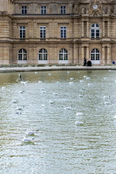 Bir martı sürüsü, ya da siyah başlı martı, Chroicocephalus ridibundus, Lüksemburg Bahçeleri, Paris, Fransa 'da, arka planda Lüksemburg Sarayı ile birlikte bir gölet üzerindedir..