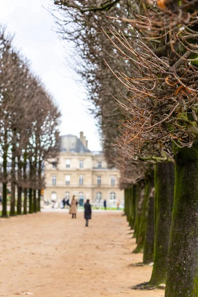 Lüksemburg Bahçeleri 'ndeki çıplak kestane ağaçlarından oluşan uzun bir ara sokak Lüksemburg Sarayı' na çıkıyor. Fransa 'nın Paris şehrinde bulutlu bir günde tanınmayan insanlar çakıllı bir yolda yürüyorlar..