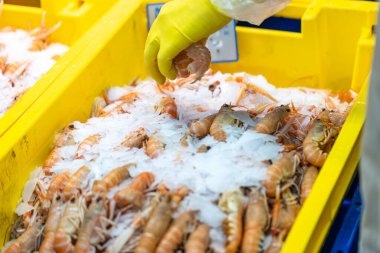 Fransa 'nın Paris kentindeki bir deniz ürünleri pazarında taze yakalanan Langoustines' lar sarı bir sandıkta buzun üzerinde. Turuncu-pembe kabuklular satılığa çıkarıldı. Eldivenli bir satıcı da yakında..