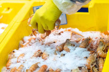 Fransa 'nın Paris kentindeki bir deniz ürünleri pazarında taze yakalanan Langoustines' lar sarı bir sandıkta buzun üzerinde. Turuncu-pembe kabuklular satılığa çıkarıldı. Eldivenli bir satıcı da yakında..