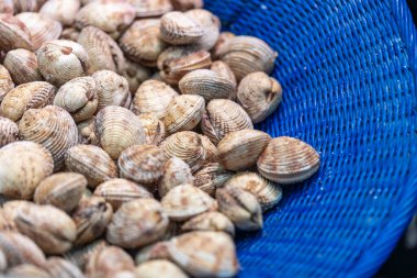 Praires 'in taze midyeleri, Venüs verrucosa, siğilli Venüs veya fasolara türü olarak da bilinir, Fransa' nın Paris kentindeki bir deniz ürünleri pazarında mavi bir sepette satılıktır..