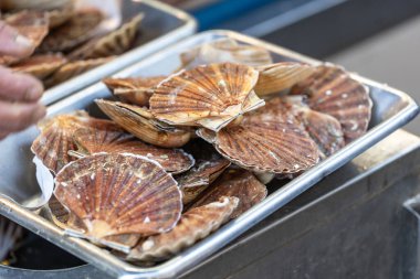 Taze deniz tarakları Fransa 'nın Paris kentindeki bir deniz ürünleri pazarında metal bir tepside sergilenmektedir. Kabukları turuncu ve kahverengidir..