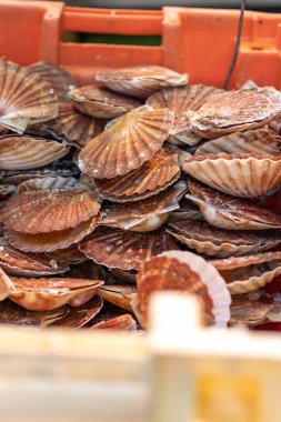 Taze deniz tarakları Fransa 'nın Paris kentindeki bir deniz ürünleri pazarında satılıktır. Kabukları turuncu ve kahverengidir..