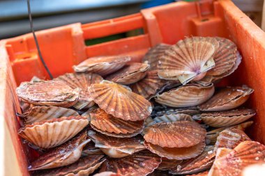 Taze deniz tarakları Fransa 'nın Paris kentindeki bir deniz ürünleri pazarında satılıktır. Kabukları turuncu ve kahverengidir..
