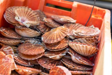 Taze deniz tarakları Fransa 'nın Paris kentindeki bir deniz ürünleri pazarında satılıktır. Kabukları turuncu ve kahverengidir..