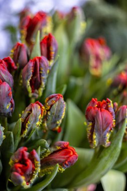 A close-up of vibrant red and yellow parrot tulips with frilled petals. The flowers have green leaves and a blurred background of other flowers.