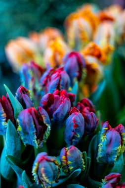 A close-up of vibrant purple and red parrot tulips with frilled petals. The flowers have green leaves and a blurred background of orange tulips.