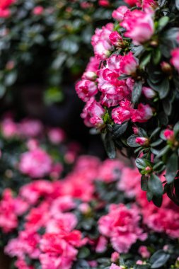 A close-up of vibrant red and pink azalea flowers with dark green leaves. The photo has a shallow depth of field, with some flowers in focus and others blurred.