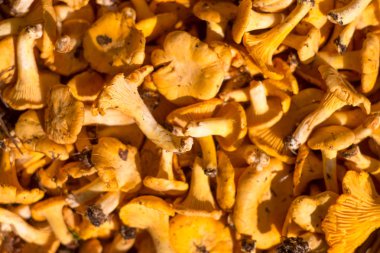 Lezzetli bir grup taze mantar, turuncu chanterelles almış