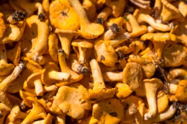 Lezzetli bir grup taze mantar, turuncu chanterelles almış