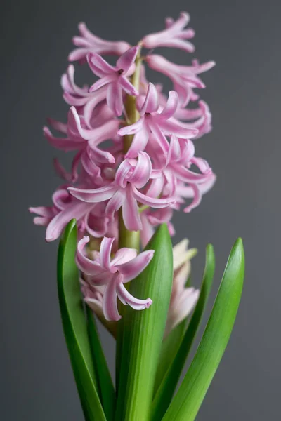 Spring Flower Blooming Pink Hyacinth Grey Background — Stock Photo, Image