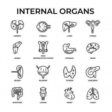 İç organlar anahat simge seti