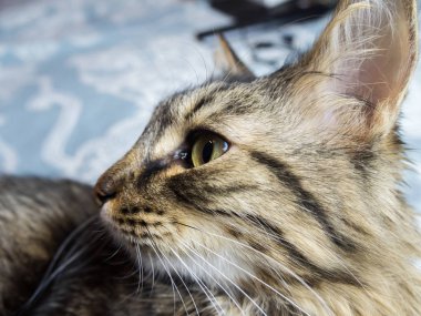 Gri kedi profil yumuşak bir kanepe üzerinde oturuyor