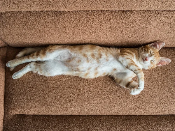 Linda gata vermelha deitada em um sofá macio — Fotografia de Stock