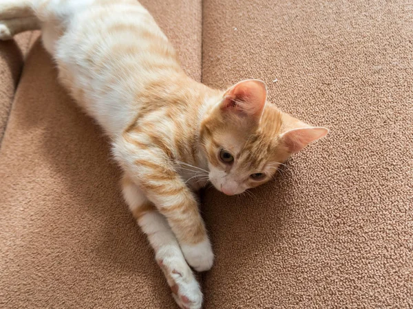 Linda gata vermelha deitada em um sofá macio — Fotografia de Stock