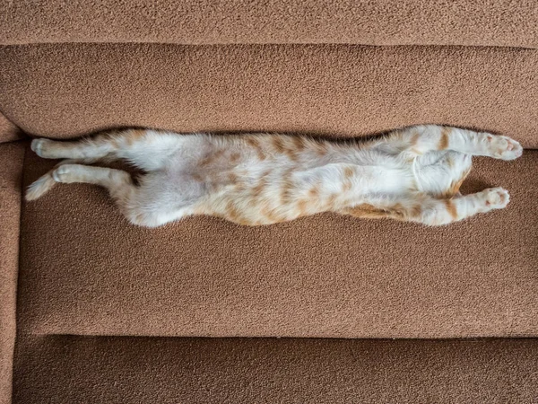 Mooie kleine rode kat liggend op een zachte bank — Stockfoto