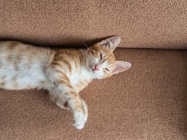 美丽的红色小猫躺在柔软的沙发上 — 图库照片