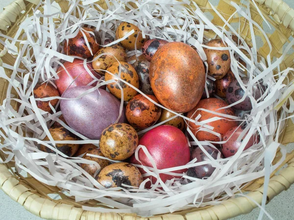 Paskalya tatili için bir sepet içinde boyalı tavuk ve bıldırcın yumurtası