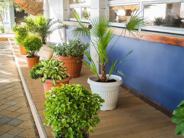 Sokakta saksıda yeşil bitkiler