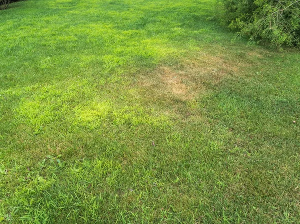 The texture green grass with soil park Sochi — Stock Photo, Image