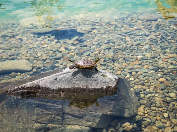 Черепаха лежит на камне, греясь на солнце на фоне прозрачной красивой воды Сочинского парка — стоковое фото