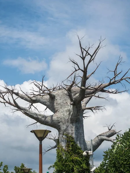 ソチの公園の空に葉のない大きな美しい古い木 — ストック写真