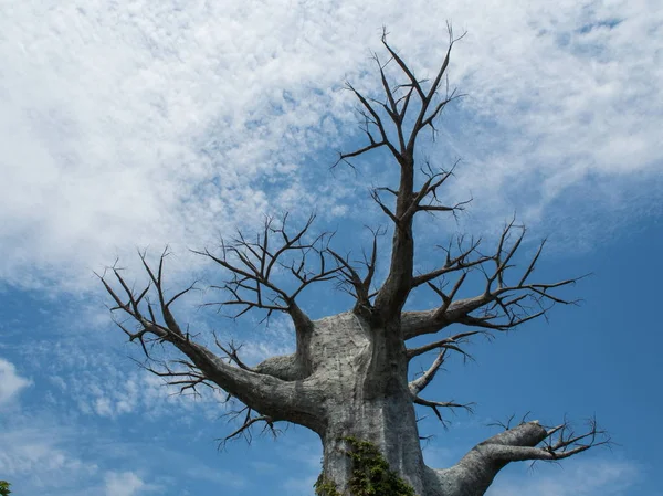 Grande árvore velha bonita sem folhas contra o céu no parque de Sochi — Fotografia de Stock