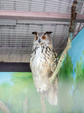 Büyük yuvarlak gözlü bir baykuş kafeste oturur.